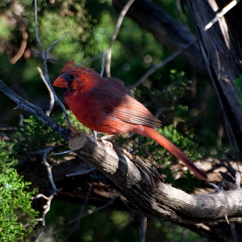 Northern Cardinal (male)