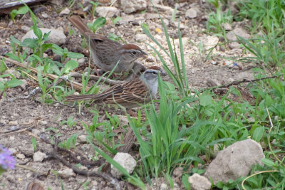 Chipping Sparrow and ?