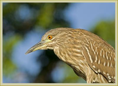 black-crowned night heron (juvenile)