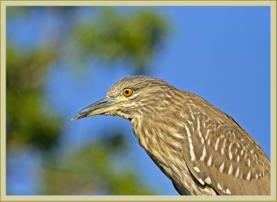 black-crowned night heron (juvenile)