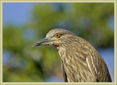 Black-crowned Night Heron