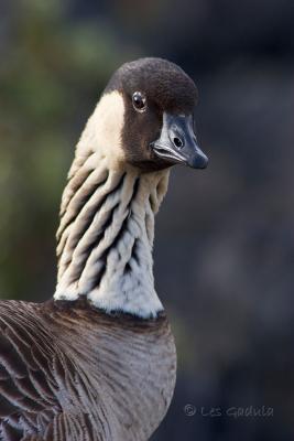 Nene - Hawaiian Geese