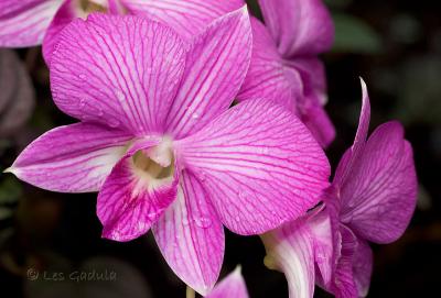 Orchids