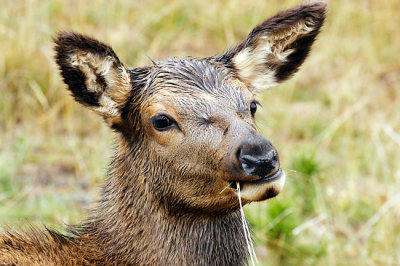 Baby Elk