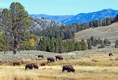 Yellowstone NP