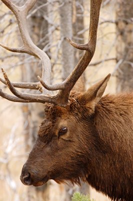 Bull Elk