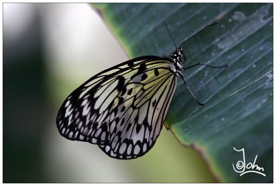 Black and white butterfly.jpg
