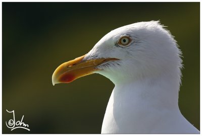Herring Gull head.jpg