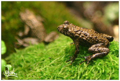 Brown poison frog.jpg
