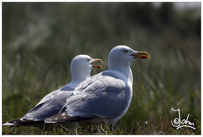 Herring Gull couple.jpg