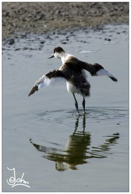 Avocet young - first try to fly.jpg