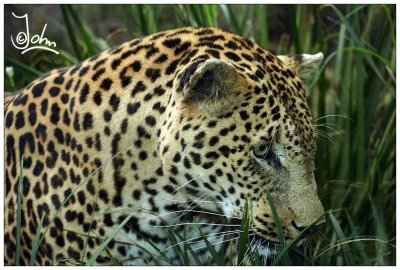 Leopard South Africa.jpg
