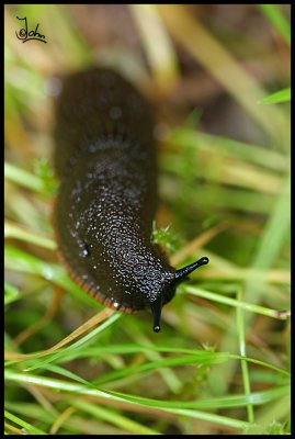 Slug - Black morph.jpg