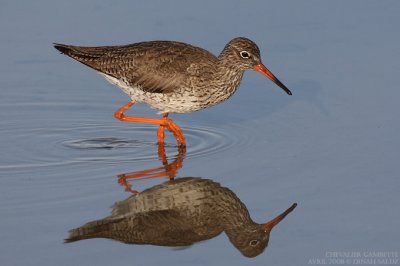 Chevalier gambette - Common Redshank