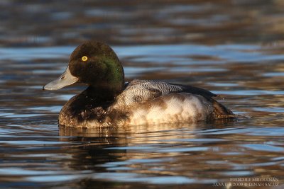 Fuligule milouinan - Greater Scaup