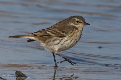 Pipit spioncelle - Water Pipit