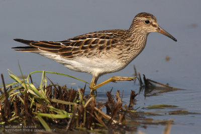 Bécasseau tacheté - Pectoral Sandpiper
