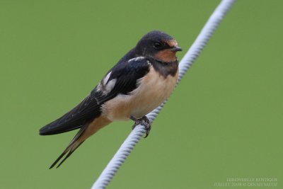 Hirondelle rustique - Barn Swallow