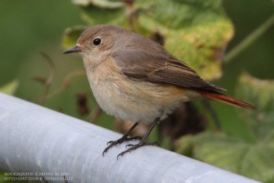 Rougequeue à front blanc - Common Redstart