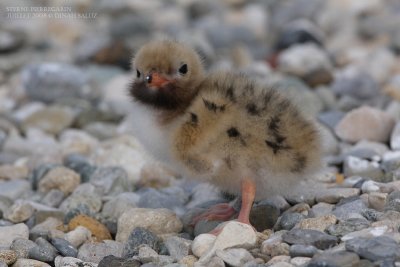 Sterne pierregarin - Common Tern