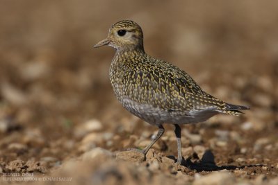 Pluvier dor - Golden Plover