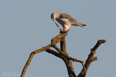 Elanion blanc - Black-shouldered Kite