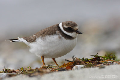 Grand gravelot - Great Ringed Plover