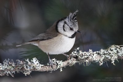 Msange huppe - Crested Tit