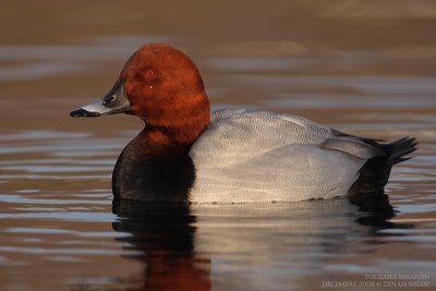 Fuligule milouin - Common Pochard