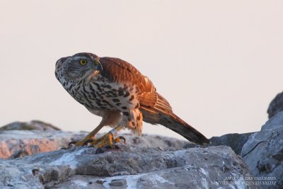 Autour des palombes - Northern Goshawk