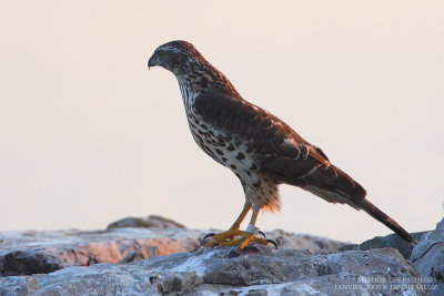 Autour des palombes - Northern Goshawk