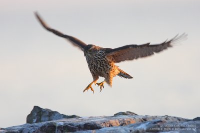 Autour des palombes - Northern Goshawk