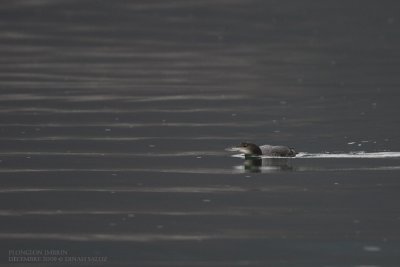 Plongeon imbrin - Great Northern Diver