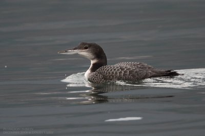 Plongeon imbrin - Great Northern Diver