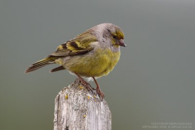 Venturon montagnard - Citril Finch