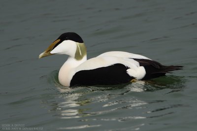 Eider  duvet - Common Eider