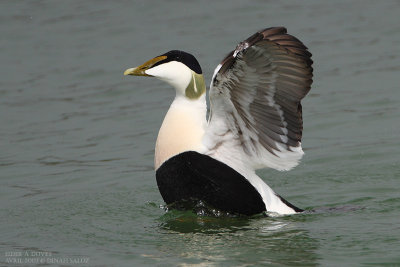 Eider  duvet - Common Eider