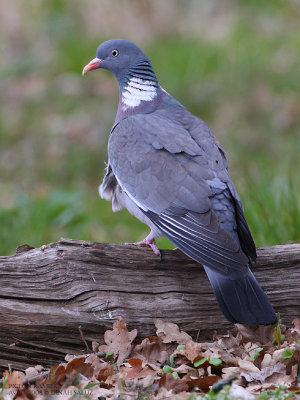 Pigeon ramier - Wood Pigeon