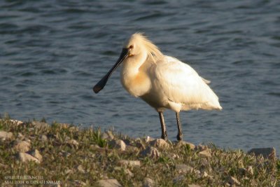 Spatule blanche - Eurasian Spoonbill