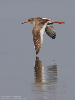 Chevalier gambette - Common Redshank