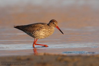 Chevalier gambette - Common Redshank