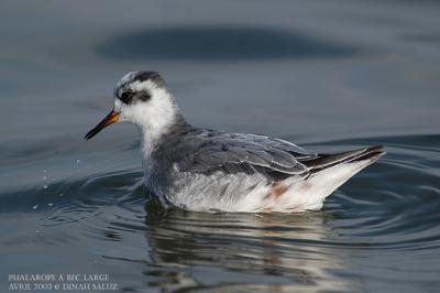 Phalarope  bec large - Grey Phalarope