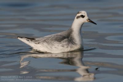 Phalarope  bec large - Grey Phalarope