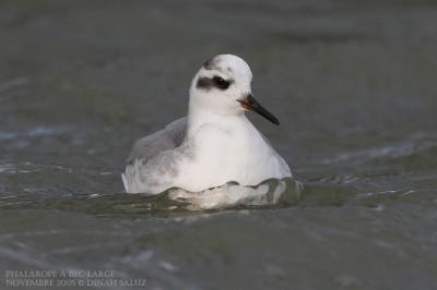 Phalarope  bec large - Grey Phalarope