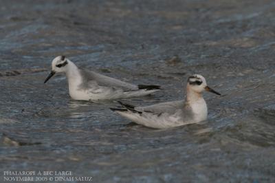 Phalarope  bec large - Grey Phalarope