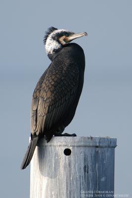 Grand Cormoran - Great Cormorant