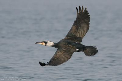Grand Cormoran - Great Cormorant