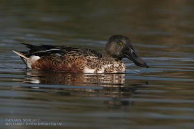 Canard souchet - Northern Shoveler