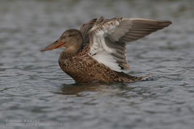 Canard souchet - Northern Shoveler