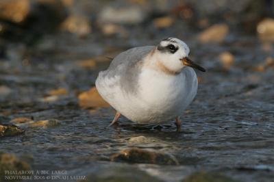 Phalarope  bec large - Grey Phalarope